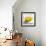 Lemon Still Life-Pamela Munger-Framed Art Print displayed on a wall