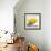 Lemon Still Life-Pamela Munger-Framed Art Print displayed on a wall