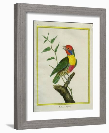 Lemon-Throated Barbet-Georges-Louis Buffon-Framed Giclee Print