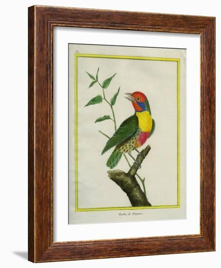 Lemon-Throated Barbet-Georges-Louis Buffon-Framed Giclee Print