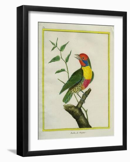 Lemon-Throated Barbet-Georges-Louis Buffon-Framed Giclee Print