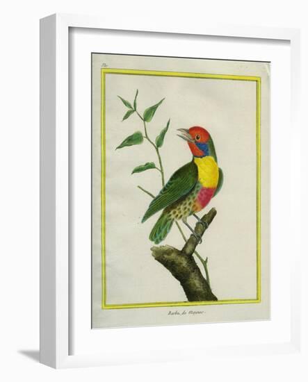 Lemon-Throated Barbet-Georges-Louis Buffon-Framed Giclee Print