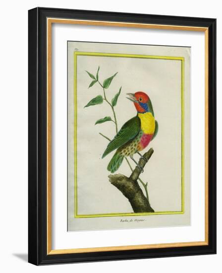 Lemon-Throated Barbet-Georges-Louis Buffon-Framed Giclee Print