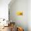 Lemon Top-Steve Gadomski-Photographic Print displayed on a wall