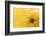 Lemon Top-Steve Gadomski-Framed Photographic Print