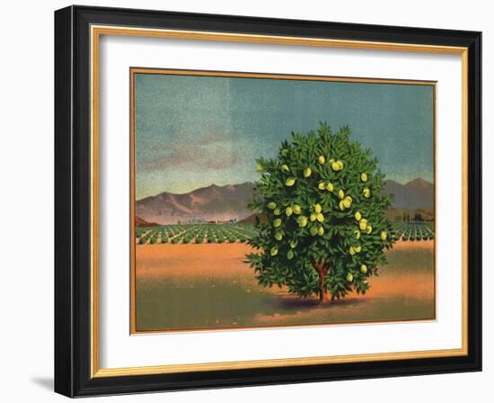 Lemon Tree and Orchard - Citrus Crate Label-Lantern Press-Framed Art Print