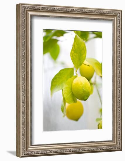 Lemon Tree, Detail, Fruits-Alexander Georgiadis-Framed Photographic Print