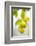 Lemon Tree, Detail, Fruits-Alexander Georgiadis-Framed Photographic Print