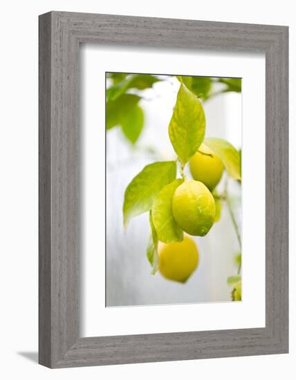 Lemon Tree, Detail, Fruits-Alexander Georgiadis-Framed Photographic Print
