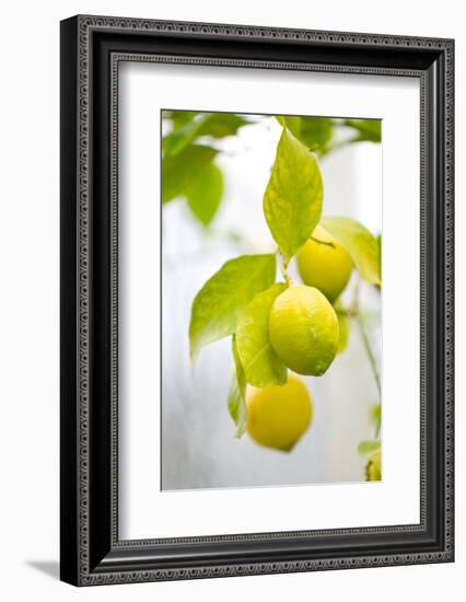 Lemon Tree, Detail, Fruits-Alexander Georgiadis-Framed Photographic Print