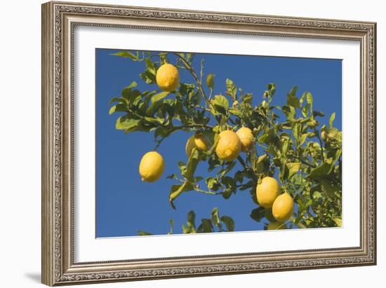 Lemon Tree with Ripe Lemon Fruits Hanging from Branch-null-Framed Photographic Print