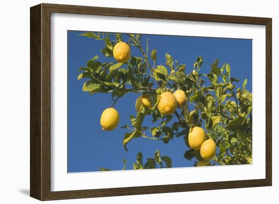 Lemon Tree with Ripe Lemon Fruits Hanging from Branch-null-Framed Photographic Print