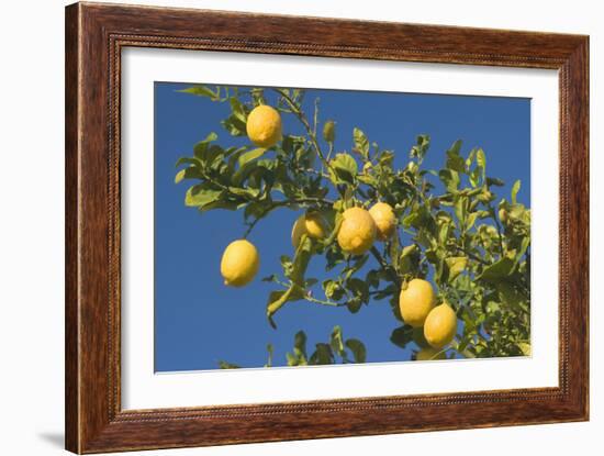 Lemon Tree with Ripe Lemon Fruits Hanging from Branch-null-Framed Photographic Print