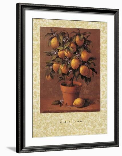 Lemon Tree-Joaquin Moragues-Framed Art Print