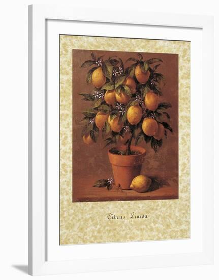 Lemon Tree-Joaquin Moragues-Framed Art Print