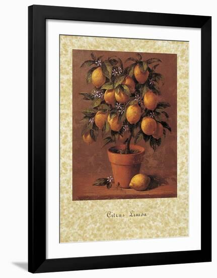 Lemon Tree-Joaquin Moragues-Framed Art Print