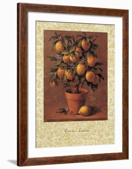 Lemon Tree-Joaquin Moragues-Framed Art Print