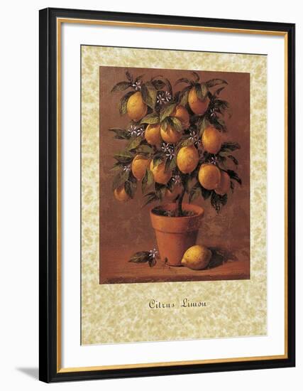 Lemon Tree-Joaquin Moragues-Framed Art Print