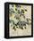 Lemon Tree-Lilia Orlova Holmes-Framed Stretched Canvas