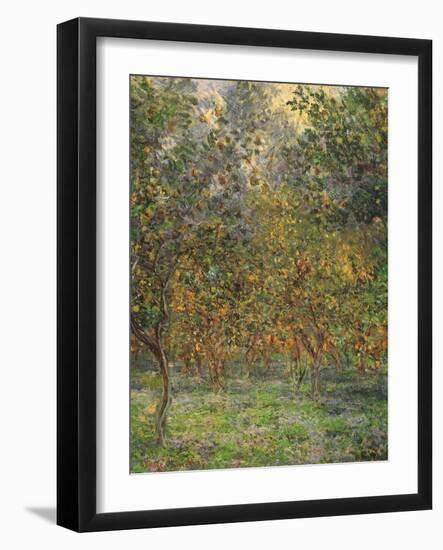 Lemon Trees, 1884-Claude Monet-Framed Giclee Print