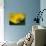 Lemon Tulip-Ella Lancaster-Giclee Print displayed on a wall