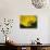 Lemon Tulip-Ella Lancaster-Giclee Print displayed on a wall