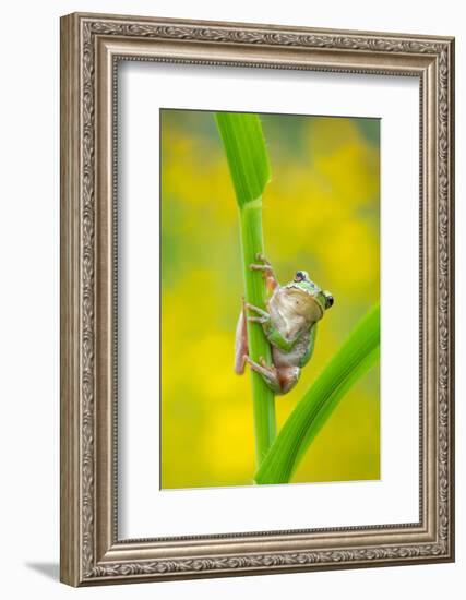 Lemon-yellow tree frog climbing up grass stem, Cyprus-Edwin Giesbers-Framed Photographic Print