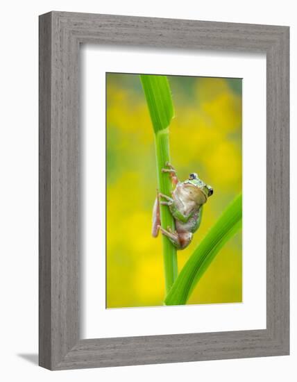 Lemon-yellow tree frog climbing up grass stem, Cyprus-Edwin Giesbers-Framed Photographic Print