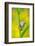 Lemon-yellow tree frog climbing up grass stem, Cyprus-Edwin Giesbers-Framed Photographic Print