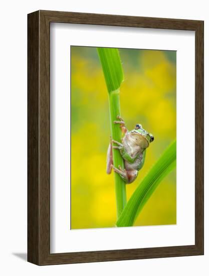 Lemon-yellow tree frog climbing up grass stem, Cyprus-Edwin Giesbers-Framed Photographic Print