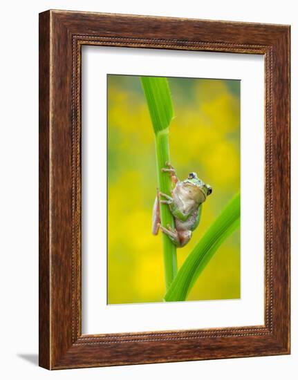 Lemon-yellow tree frog climbing up grass stem, Cyprus-Edwin Giesbers-Framed Photographic Print