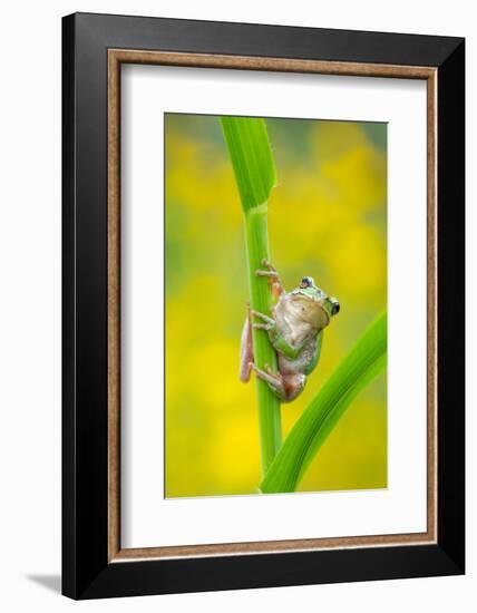 Lemon-yellow tree frog climbing up grass stem, Cyprus-Edwin Giesbers-Framed Photographic Print