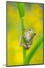 Lemon-yellow tree frog climbing up grass stem, Cyprus-Edwin Giesbers-Mounted Photographic Print