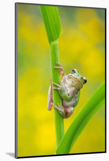 Lemon-yellow tree frog climbing up grass stem, Cyprus-Edwin Giesbers-Mounted Photographic Print