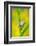 Lemon-yellow tree frog climbing up grass stem, Cyprus-Edwin Giesbers-Framed Photographic Print