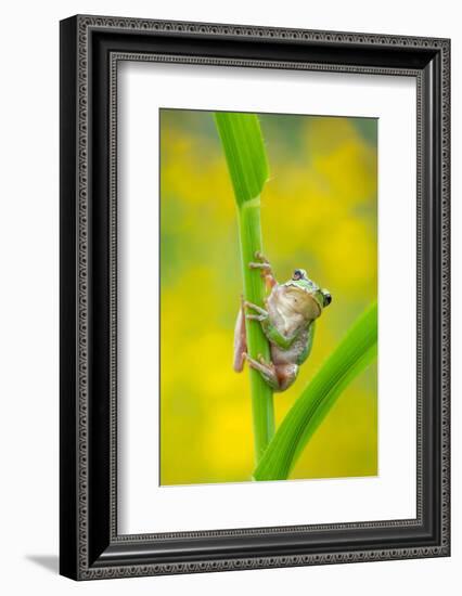 Lemon-yellow tree frog climbing up grass stem, Cyprus-Edwin Giesbers-Framed Photographic Print