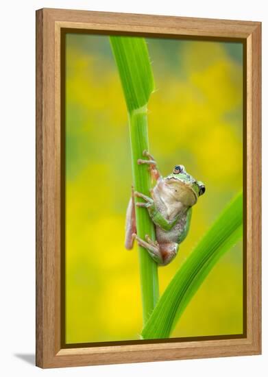 Lemon-yellow tree frog climbing up grass stem, Cyprus-Edwin Giesbers-Framed Premier Image Canvas