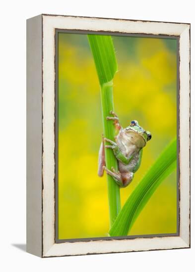 Lemon-yellow tree frog climbing up grass stem, Cyprus-Edwin Giesbers-Framed Premier Image Canvas