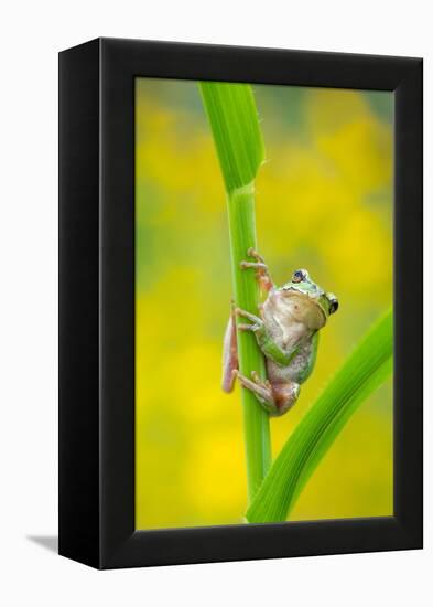 Lemon-yellow tree frog climbing up grass stem, Cyprus-Edwin Giesbers-Framed Premier Image Canvas