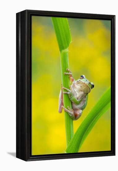 Lemon-yellow tree frog climbing up grass stem, Cyprus-Edwin Giesbers-Framed Premier Image Canvas