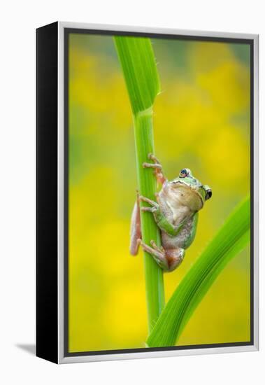 Lemon-yellow tree frog climbing up grass stem, Cyprus-Edwin Giesbers-Framed Premier Image Canvas