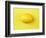 Lemon-null-Framed Photographic Print