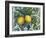 Lemon-Maria Rytova-Framed Giclee Print