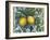 Lemon-Maria Rytova-Framed Giclee Print