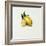 Lemon-Sydney Edmunds-Framed Giclee Print