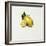 Lemon-Sydney Edmunds-Framed Giclee Print