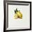 Lemon-Sydney Edmunds-Framed Giclee Print