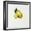 Lemon-Sydney Edmunds-Framed Giclee Print