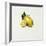 Lemon-Sydney Edmunds-Framed Giclee Print