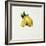 Lemon-Sydney Edmunds-Framed Giclee Print